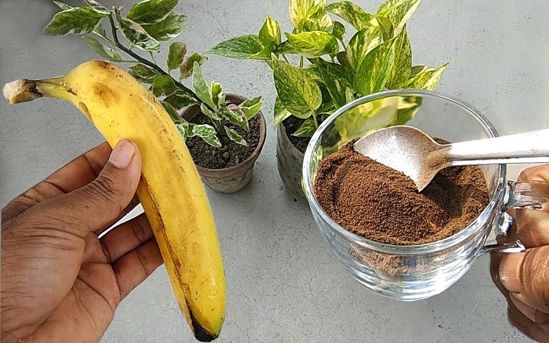 MS Ganesh Enterprise: Supplying Organic Banana Powders to Germany’s Health & Wellness Market